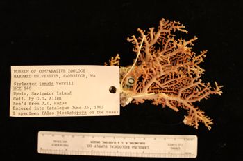 Media type: image; Invertebrate Zoology SCOR-940